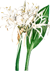 Green-tinge spiderlily illustration from Les liliacées (1805) by Pierre-Joseph Redouté.