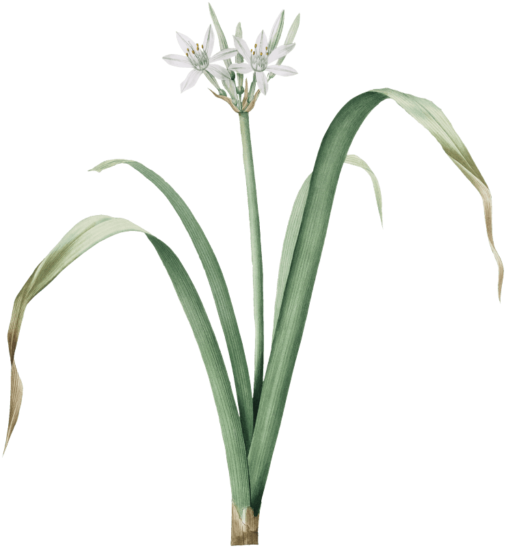 Small-flowered pancratium illustration from Les liliacées (1805) by Pierre Joseph Redouté (1759-1840).