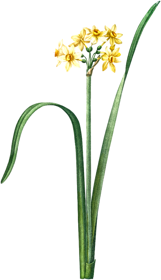 Cowslip cupped daffodil illustration from Les liliacées (1805) by Pierre Joseph Redouté (1759-1840).