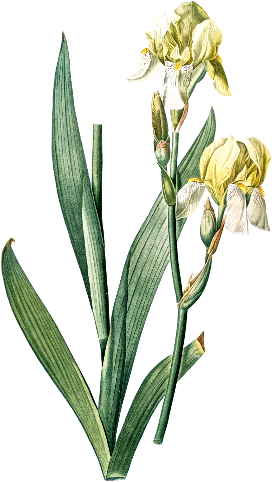 Lemonyellow iris illustration from Les liliacées (1805) by Pierre Joseph Redouté (1759-1840).