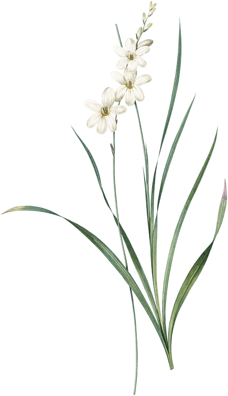 Gladiolus lineatus illustration from Les liliacées (1805) by Pierre Joseph Redouté (1759-1840).