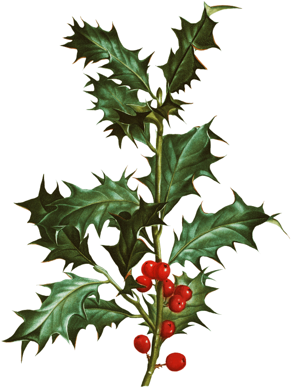 Common holly (Ilex aquifolium) from Traité des Arbres et Arbustes que l’on cultive en France en pleine terre (1801–1819) by Pierre-Joseph Redouté.