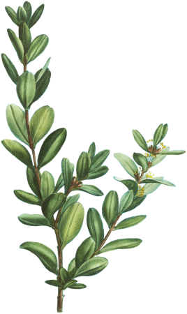 Buxus sempervirens from Traité des Arbres et Arbustes que l’on cultive en France en pleine terre (1801–1819) by Pierre-Joseph Redouté.