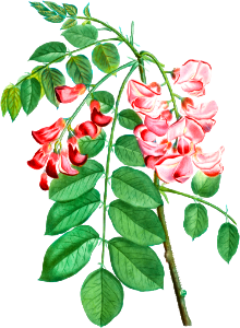 Robinia rosea (Robinier rose) from Traité des Arbres et Arbustes que l’on cultive en France en pleine terre (1801–1819) by Pierre-Joseph Redouté.