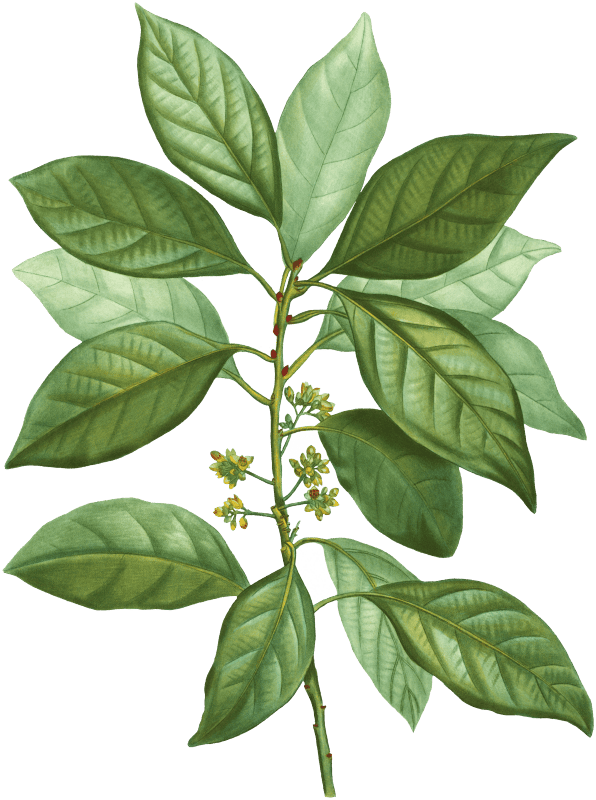 Laurus borbonia from Traité des Arbres et Arbustes que l’on cultive en France en pleine terre (1801–1819) by Pierre-Joseph Redouté.