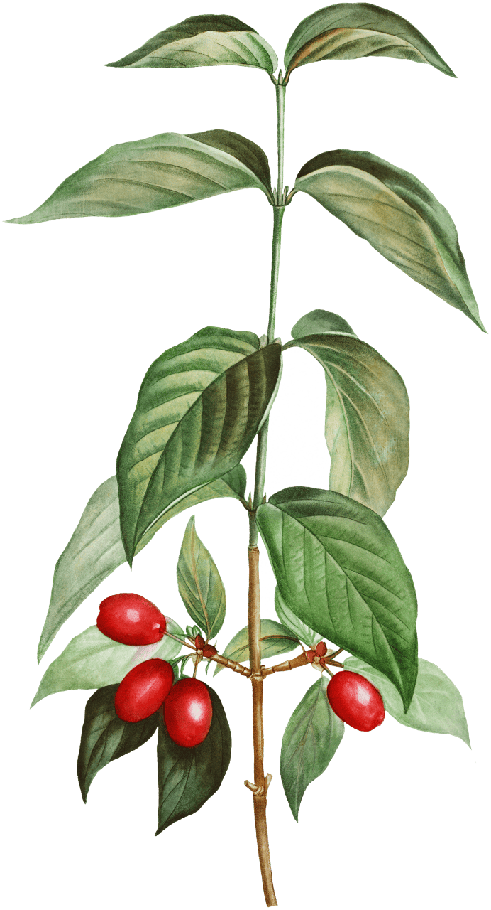 Dogwood (Cornus mas) from Traité des Arbres et Arbustes que l’on cultive en France en pleine terre (1801–1819) by Pierre-Joseph Redouté.