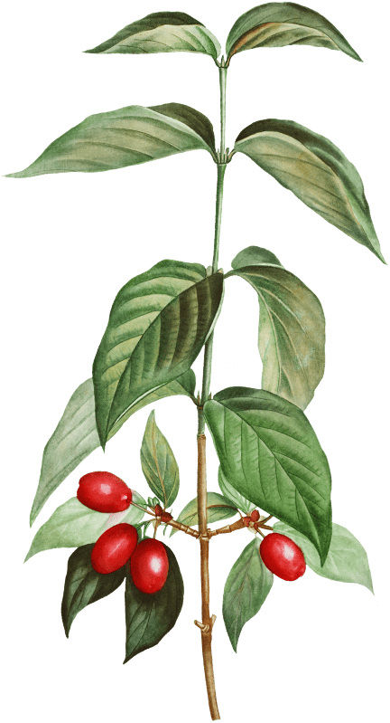 Dogwood (Cornus mas) from Traité des Arbres et Arbustes que l’on cultive en France en pleine terre (1801–1819) by Pierre-Joseph Redouté.