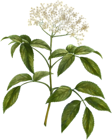 Elder (Sambucus nigra) from Traité des Arbres et Arbustes que l’on cultive en France en pleine terre (1801–1819) by Pierre-Joseph Redouté.