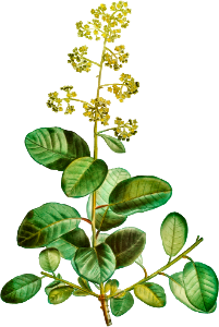 Smoketree (Rhus cotinus) from Traité des Arbres et Arbustes que l’on cultive en France en pleine terre (1801–1819) by Pierre-Joseph Redouté.