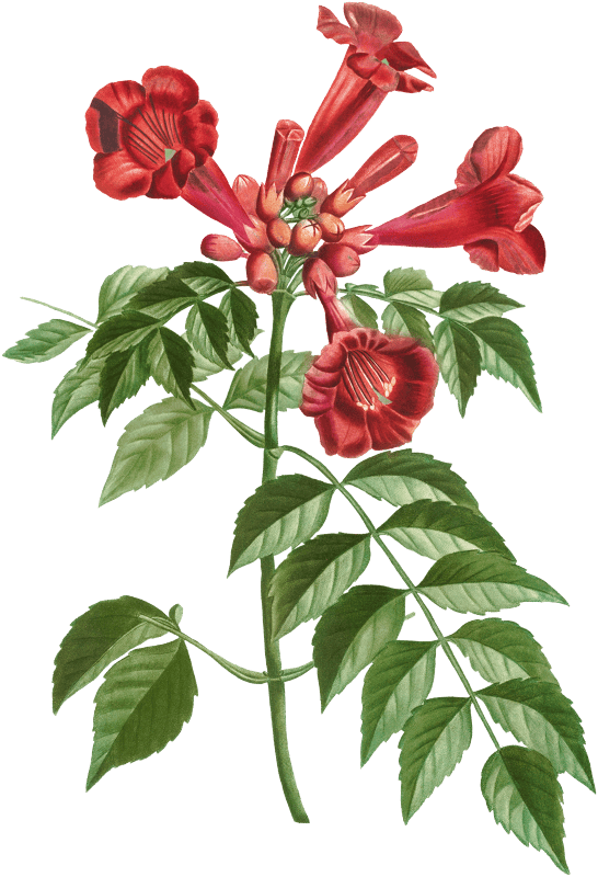Trumpet vine (Tecoma radicans) from Traité des Arbres et Arbustes que l’on cultive en France en pleine terre (1801–1819) by Pierre-Joseph Redouté.