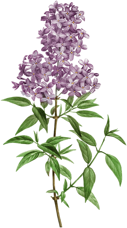 Persian lilac (lilac persica) from Traité des Arbres et Arbustes que l’on cultive en France en pleine terre (1801–1819) by Pierre-Joseph Redouté.