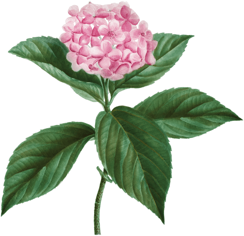 French hydrangea (Hortensia opuloides) from Traité des Arbres et Arbustes que l’on cultive en France en pleine terre (1801–1819) by Pierre-Joseph Redouté.