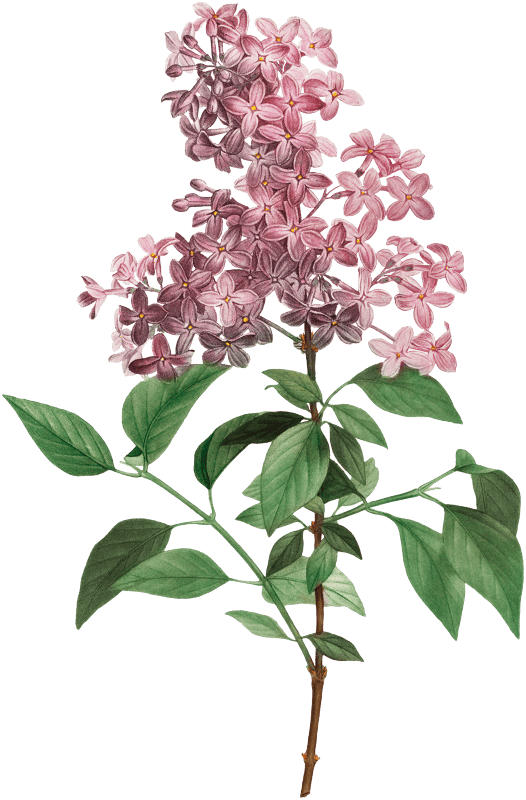 Chinese lilac (Lilac rothomagensis) from Traité des Arbres et Arbustes que l’on cultive en France en pleine terre (1801–1819) by Pierre-Joseph Redouté.