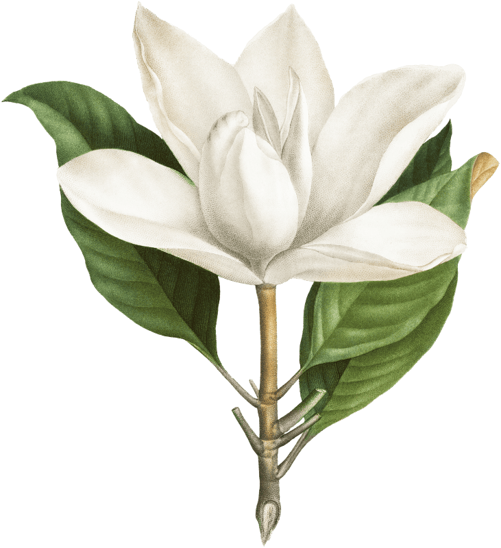 Southern magnolia (magnolia grandiflora) from Traité des Arbres et Arbustes que l’oncultive en France en pleine terre (1801–1819) by Pierre-Joseph Redouté.
