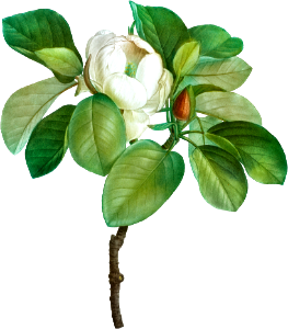 Magnolia (magnolia glauca) from Traité des Arbres et Arbustes que l’on cultive en France en pleine terre (1801–1819) by Pierre-Joseph Redouté.