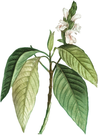 Malabar nut (Justicia adhatoda) from Traité des Arbres et Arbustes que l’on cultive en France en pleine terre (1801–1819) by Pierre-Joseph Redouté.