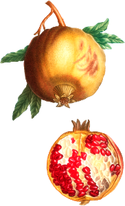 Pomegranate (Punica granatum) from Traité des Arbres et Arbustes que l’on cultive en France en pleine terre (1801–1819) by Pierre-Joseph Redouté.