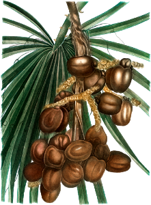 Date palm (Phoenix dactylifera) from Traité des Arbres et Arbustes que l’on cultive en France en pleine terre (1801–1819) by Pierre-Joseph Redouté.