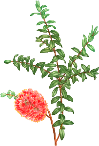 Hillock bush (Melaleuca hippericifolia) from Traité des Arbres et Arbustes que l’on cultive en France en pleine terre (1801–1819) by Pierre-Joseph Redouté.