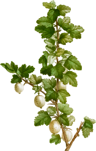 Gooseberry, Ribes uva-crispa from Traité des Arbres et Arbustes que l’on cultive en France en pleine terre (1801–1819) by Pierre-Joseph Redouté.