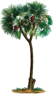 Date palm (Phoenix dactylifera) from Traité des Arbres et Arbustes que l’on cultive en France en pleine terre (1801–1819) by Pierre-Joseph Redouté.