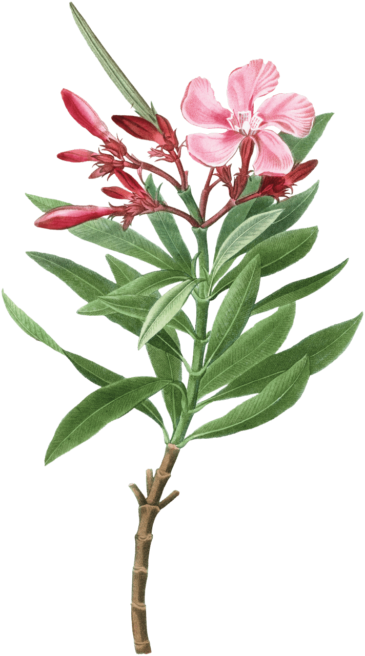 Oleander (Nerium oleander) from Traité des Arbres et Arbustes que l’on cultive en France en pleine terre (1801–1819) by Pierre-Joseph Redouté.