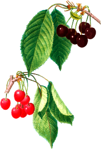 Cherry (Cerasus) from Traité des Arbres et Arbustes que l’on cultive en France en pleine terre (1801–1819) by Pierre-Joseph Redouté.