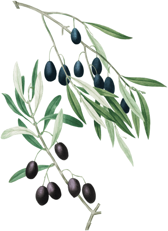Olive (Olea europaea) from Traité des Arbres et Arbustes que l’on cultive en France en pleine terre (1801–1819) by Pierre-Joseph Redouté.