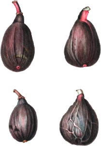 Figs (Ficus) from Traité des Arbres et Arbustes que l’on cultive en France en pleine terre (1801–1819) by Pierre-Joseph Redouté.