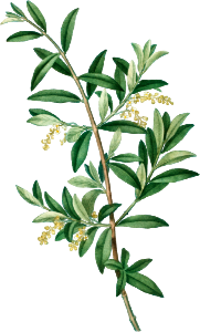 Green olive, Olea europaeafrom Traité des Arbres et Arbustes que l’on cultive en France en pleine terre (1801–1819) by Pierre-Joseph Redouté.