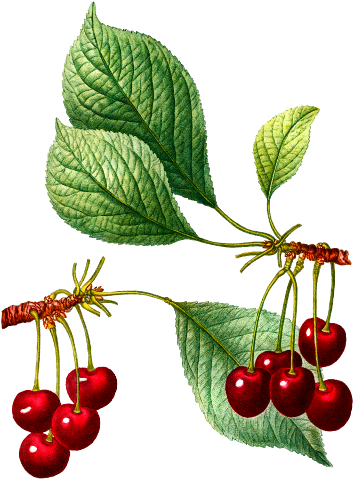 Cherry (Cerasus) from Traité des Arbres et Arbustes que l’on cultive en France en pleine terre (1801–1819) by Pierre-Joseph Redouté.