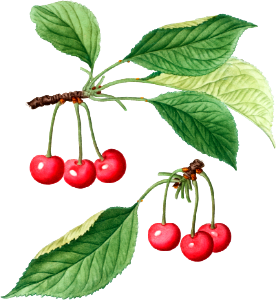Cherry, Cerasus from Traité des Arbres et Arbustes que l’on cultive en France en pleine terre (1801–1819) by Pierre-Joseph Redouté.