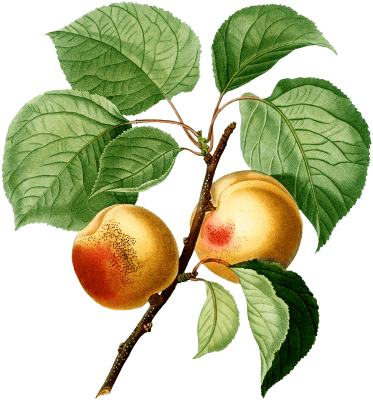 Apricon (Armeniaca vulgaris) from Traité des Arbres et Arbustes que l’on cultive en France en pleine terre (1801–1819) by Pierre-Joseph Redouté.