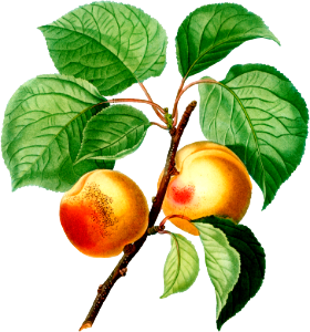 Apricon (Armeniaca vulgaris) from Traité des Arbres et Arbustes que l’on cultive en France en pleine terre (1801–1819) by Pierre-Joseph Redouté.