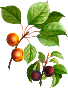 Apricot, Abricotier angoumoisfrom Traité des Arbres et Arbustes que l’on cultive en France en pleine terre (1801–1819) by Pierre-Joseph Redouté.