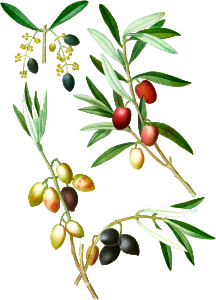Olive (Olea Europæa) from Traité des Arbres et Arbustes que l’on cultive en France en pleine terre (1801–1819) by Pierre-Joseph Redouté.