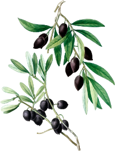 Olive (Olea europaea) from Traité des Arbres et Arbustes que l’on cultive en France en pleine terre (1801–1819) by Pierre-Joseph Redouté.