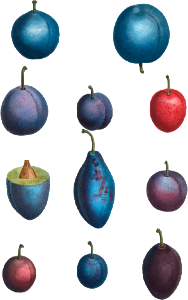 Common plums, Prunus domesticafrom Traité des Arbres et Arbustes que l’on cultive en France en pleine terre (1801–1819) by Pierre-Joseph Redouté.
