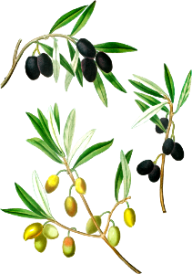 Olive (Olea Europæa) from Traité des Arbres et Arbustes que l’on cultive en France en pleine terre (1801–1819) by Pierre-Joseph Redouté.