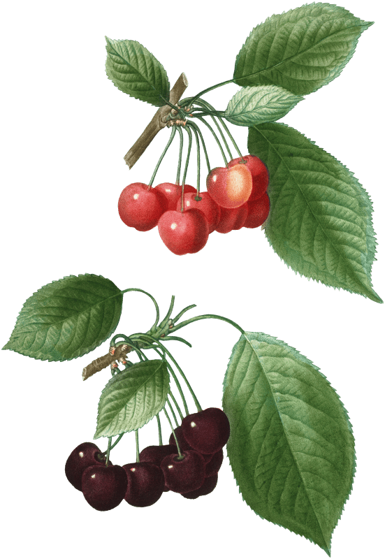 Cherry (Cerasus) from Traité des Arbres et Arbustes que l’on cultive en France en pleine terre (1801–1819) by Pierre-Joseph Redouté.