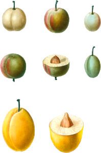 Common plums, Prunus domesticafrom Traité des Arbres et Arbustes que l’on cultive en France en pleine terre (1801–1819) by Pierre-Joseph Redouté.