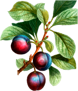 Myrobalan plum (Prunus Myrobalana) from Traité des Arbres et Arbustes que l’on cultive en France en pleine terre (1801–1819) by Pierre-Joseph Redouté.