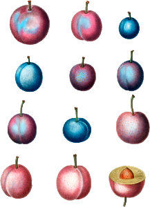Common plum (Prunus domestica) from Traité des Arbres et Arbustes que l’on cultive en France en pleine terre (1801–1819) by Pierre-Joseph Redouté.