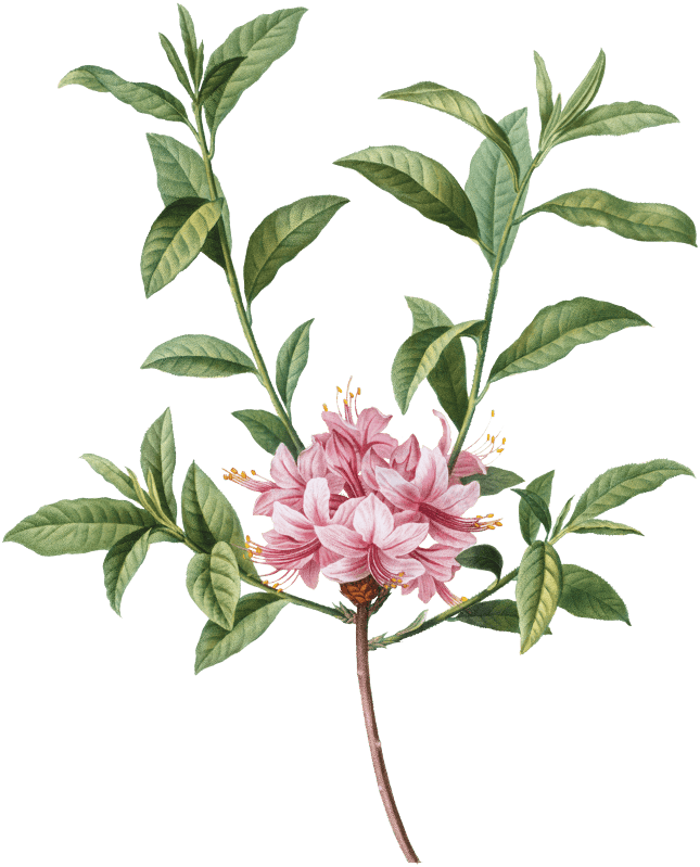 Azalea (Azalea rosea) from Traité des Arbres et Arbustes que l’on cultive en France en pleine terre (1801–1819) by Pierre-Joseph Redouté.
