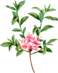 Azalea (Azalea rosea) from Traité des Arbres et Arbustes que l’on cultive en France en pleine terre (1801–1819) by Pierre-Joseph Redouté.
