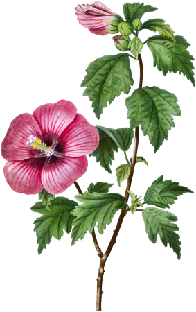 Rose of Sharon (Hibiscus syriacus) from Traité des Arbres et Arbustes que l’on cultive en France en pleine terre (1801–1819) by Pierre-Joseph Redouté.