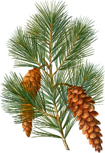 White pine, Pinus strobusfrom Traité des Arbres et Arbustes que l’on cultive en France en pleine terre (1801–1819) by Pierre-Joseph Redouté.