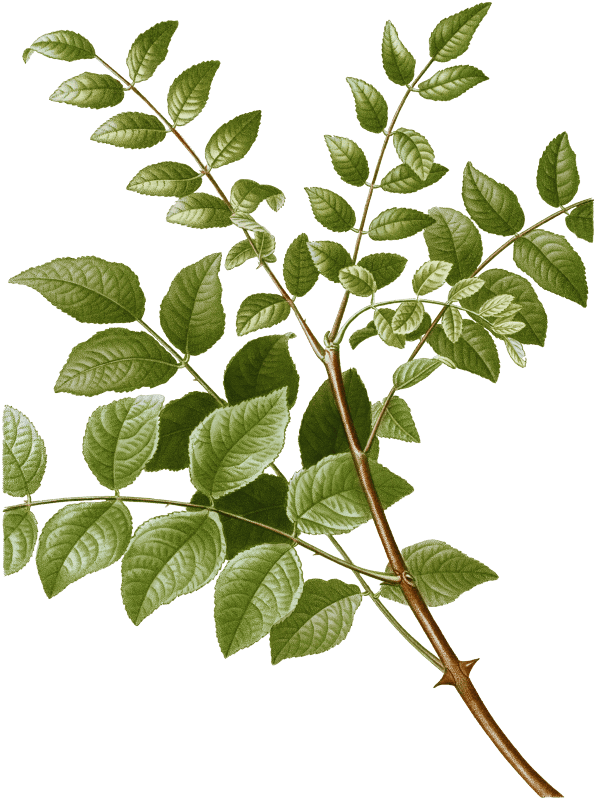 Common prickly-ash, Zanthoxylum fraxineum from Traité des Arbres et Arbustes que l'on cultive en France en pleine terre (1801–1819) by Pierre-Joseph Redouté.