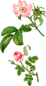 1. Apple rose, Rosa villosa 2. Provence rose, Rosa centifolia from Traité des Arbres et Arbustes que l'on cultive en France en pleine terre (1801–1819) by Pierre-Joseph Redouté.