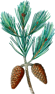 Aleppo pine (Pinus halepensis) from Traité des Arbres et Arbustes que l’on cultive en France en pleine terre (1801–1819) by Pierre-Joseph Redouté.